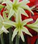 Hippeastrum (Amaryllis Specialty) Cybister ‘Evergreen‘ 26/28 cm. (30 p.Carton)