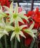 Hippeastrum Amaryllis Specialty Cybister Evergreen 2830 cm. 18 p.Wooden Crate