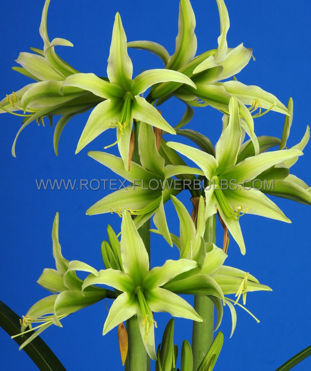 hippeastrum amaryllis specialty cybister evergreen 2628 cm 6 popen top box