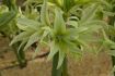 Hippeastrum Amaryllis Specialty Cybister Evergreen 2830 cm. 18 p.Wooden Crate