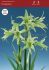 hippeastrum amaryllis specialty cybister evergreen 2628 cm 6 popen top box