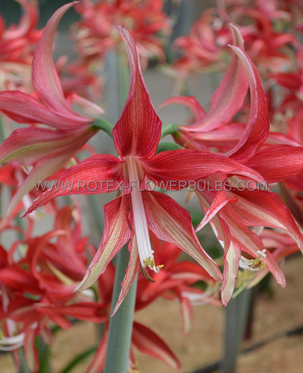 hippeastrum amaryllis specialty cybister quito 2628 cm 18 pwooden crate