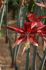 hippeastrum amaryllis specialty cybister quito 2628 cm 6 popen top box