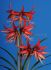 hippeastrum amaryllis specialty cybister sumatra 2628 cm 30 pcarton