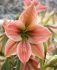 Hippeastrum Amaryllis Specialty Diamond Exotic Star 2628 cm. 18 p.Wooden Crate