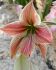 Hippeastrum Amaryllis Specialty Diamond Exotic Star 2628 cm. 18 p.Wooden Crate
