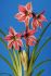 Hippeastrum Amaryllis Specialty Diamond Exotic Star 2628 cm. 18 p.Wooden Crate