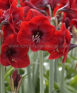 Hippeastrum (Amaryllis Specialty) Diamond ‘Floris Hekker‘ 26/28 cm. (18 p.Wooden Crate)