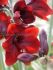 Hippeastrum Amaryllis Specialty Diamond Floris Hekker 2628 cm. 18 p.Wooden Crate