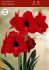 Hippeastrum Amaryllis Specialty Diamond Floris Hekker 2628 cm. 18 p.Wooden Crate