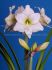 hippeastrum amaryllis specialty midi picotee 2628 cm 30 pcarton