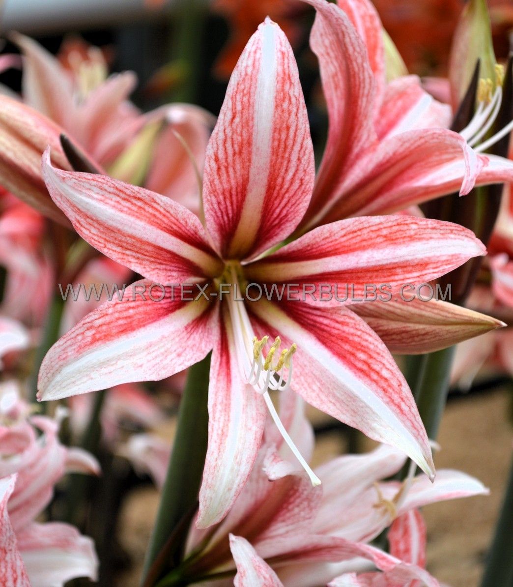 Amaryllisページ Jumbo Amaryllis Luna | DutchGrown™ | Huge Lemon and Green Flowers