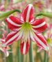 Hippeastrum (Amaryllis Specialty) Trumpet ‘Santiago‘ 26/28 cm. (30 p.Carton) Hippeastrum (Amaryllis Specialty) Trumpet ‘Santiago‘ 26/28 cm. (30 p.Carton)