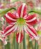 Hippeastrum Amaryllis Specialty Trumpet Santiago 2628 cm. 18 p.Wooden Crate