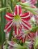 Hippeastrum Amaryllis Specialty Trumpet Santiago 2628 cm. 18 p.Wooden Crate
