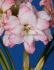 hippeastrum amaryllis unique double flowering aphrodite 3436 cm 12 pwooden crate