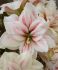 hippeastrum amaryllis unique double flowering aquaro 3436 cm 6 popen top box