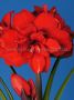 Hippeastrum (Amaryllis Unique) Double Flowering ‘Double King‘ 34/36 cm. (6 p.Open Top Box) Hippeastrum (Amaryllis Unique) Double Flowering ‘Double King‘ 34/36 cm. (6 p.Open Top Box)
