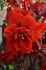 Hippeastrum Amaryllis Unique Double Flowering Double King 3436 cm. 12 p.Wooden Crate