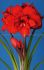 Hippeastrum Amaryllis Unique Double Flowering Double King 3436 cm. 12 p.Wooden Crate