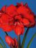 Hippeastrum Amaryllis Unique Double Flowering Double King 3436 cm. 12 p.Wooden Crate