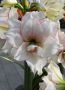 HIPPEASTRUM (AMARYLLIS UNIQUE) DOUBLE FLOWERING ‘ELVAS‘ 34/36 CM. (6 P.OPEN TOP BOX)
