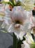 hippeastrum amaryllis unique double flowering elvas 3436 cm 6 popen top box