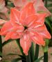 HIPPEASTRUM (AMARYLLIS UNIQUE) DOUBLE FLOWERING ‘FLAMINGO AMADEUS‘ 34/36 CM. (6 P.OPEN TOP BOX)