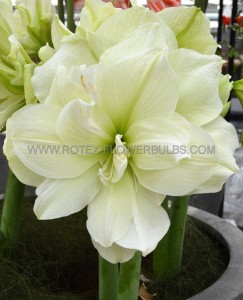Hippeastrum (Amaryllis Unique) Double Flowering ‘Marilyn‘ 34/36 cm. (6 p.Open Top Box)