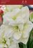 hippeastrum amaryllis unique double flowering marilyn 3436 cm 6 popen top box