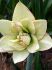 hippeastrum amaryllis unique double flowering picobello majesty 3436 cm 6 popen top box