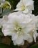 hippeastrum amaryllis unique double flowering polar belle 3436 cm 12 pwooden crate