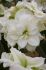 hippeastrum amaryllis unique double flowering polar belle 3436 cm 12 pwooden crate