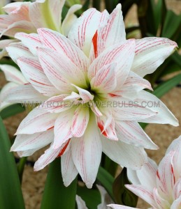 Hippeastrum (Amaryllis Unique) Double Flowering ‘Pretty Amadeus‘ 34/36 cm. (6 p.Open Top Box)