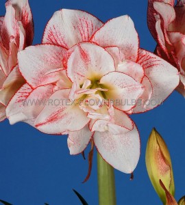 Hippeastrum (Amaryllis Unique) Double Flowering ‘Striped Amadeus‘ 34/36 cm. (6 p.Open Top Box)