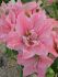 Hippeastrum Amaryllis Unique Double Flowering Sweet Nymph 3436 cm. 12 p.Wooden Crate
