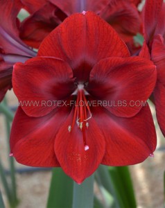 Hippeastrum (Amaryllis Unique) Large Flowering ‘Benfica‘ 34/36 cm. (6 p.Open Top Box)