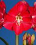 HIPPEASTRUM (AMARYLLIS UNIQUE) LARGE FLOWERING ‘CANDY CREAM‘ 34/36 CM. (12 P.WOODEN CRATE)