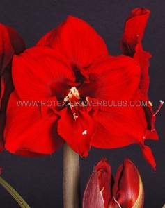 Hippeastrum (Amaryllis Unique) Large Flowering Early ‘Jumbo‘ 34/36 cm. (30 p.Carton)