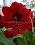 HIPPEASTRUM (AMARYLLIS UNIQUE) LARGE FLOWERING ‘GRAND CRU‘ 34/36 CM. (30 P.CARTON)