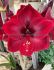 hippeastrum amaryllis unique large flowering grand diva 3436 cm 6 popen top box