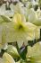 hippeastrum amaryllis unique large flowering lemon star 3436 cm 30 pcarton