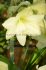 hippeastrum amaryllis unique large flowering luna 3436 cm 6 popen top box
