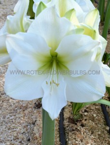 Hippeastrum (Amaryllis Unique) Large Flowering ‘Mont Blanc‘ 34/36 cm. (6 p.Open Top Box)