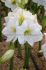 hippeastrum amaryllis unique large flowering mont blanc 3436 cm 30 pcarton