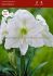 hippeastrum amaryllis unique large flowering mont blanc 3436 cm 12 pwooden crate