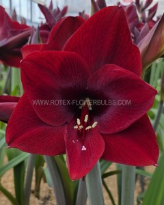 Hippeastrum (Amaryllis Unique) Large Flowering ‘Nightfly‘ 34/36 cm. (30 p.Carton)