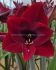 Hippeastrum Amaryllis Unique Large Flowering Nightfly 3436 cm. 30 p.Carton