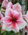 hippeastrum amaryllis unique large flowering pink beauty 3436 cm 6 popen top box