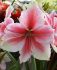 hippeastrum amaryllis unique large flowering pink beauty 3436 cm 6 popen top box